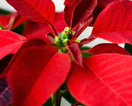 Christmas flower guide