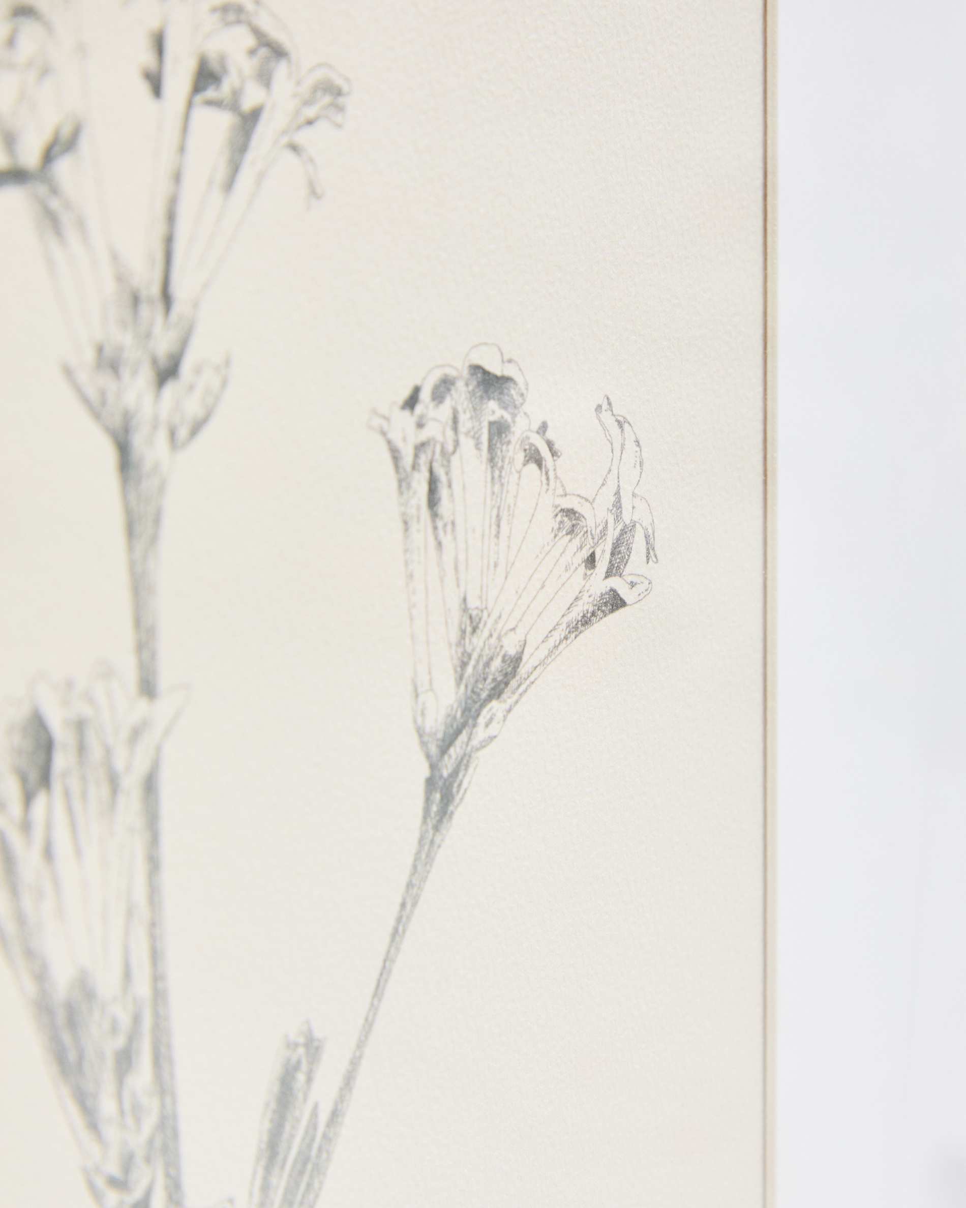 Lirena picture with botanical illustration 50 x 70cm