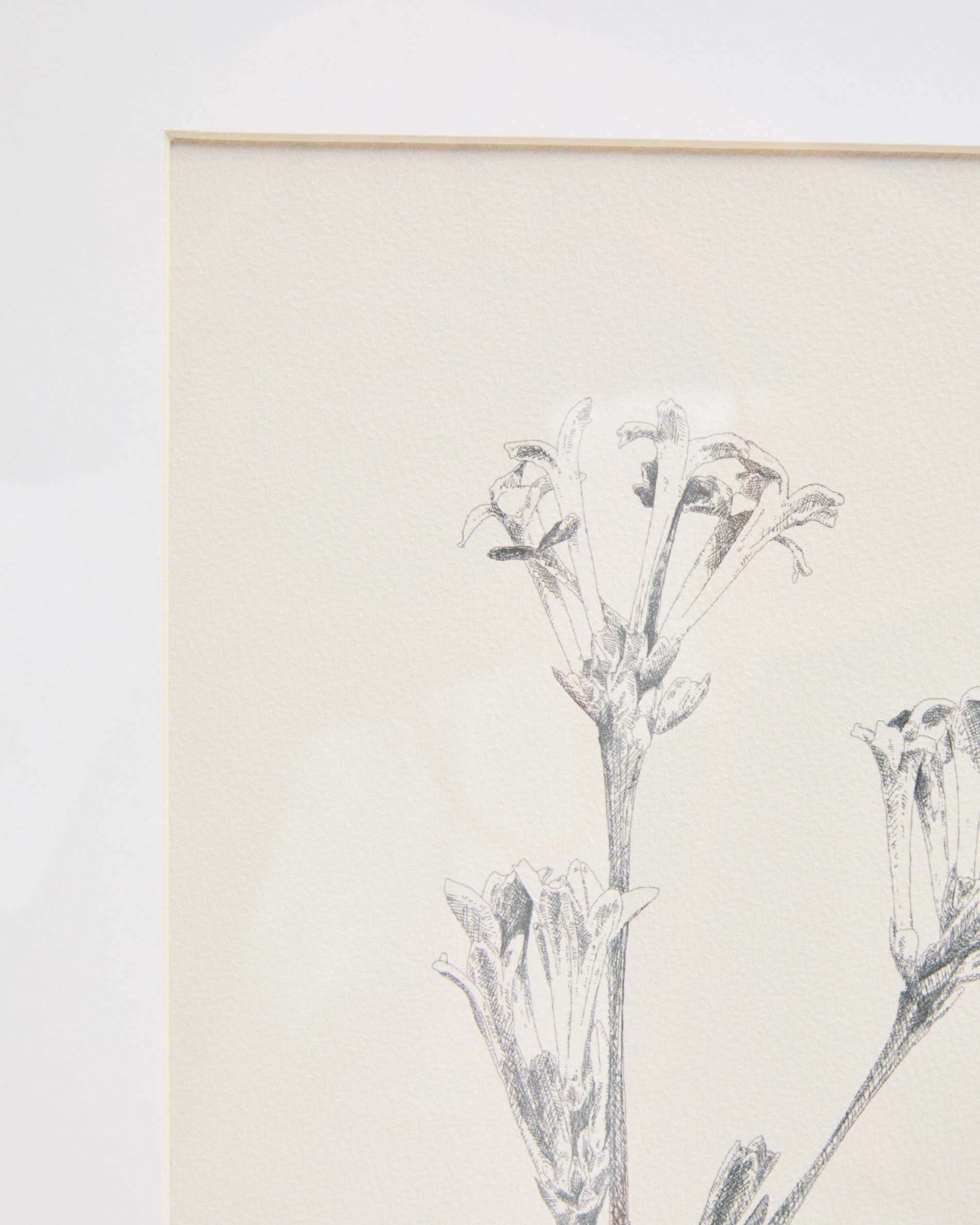 Lirena picture with botanical illustration 50 x 70cm