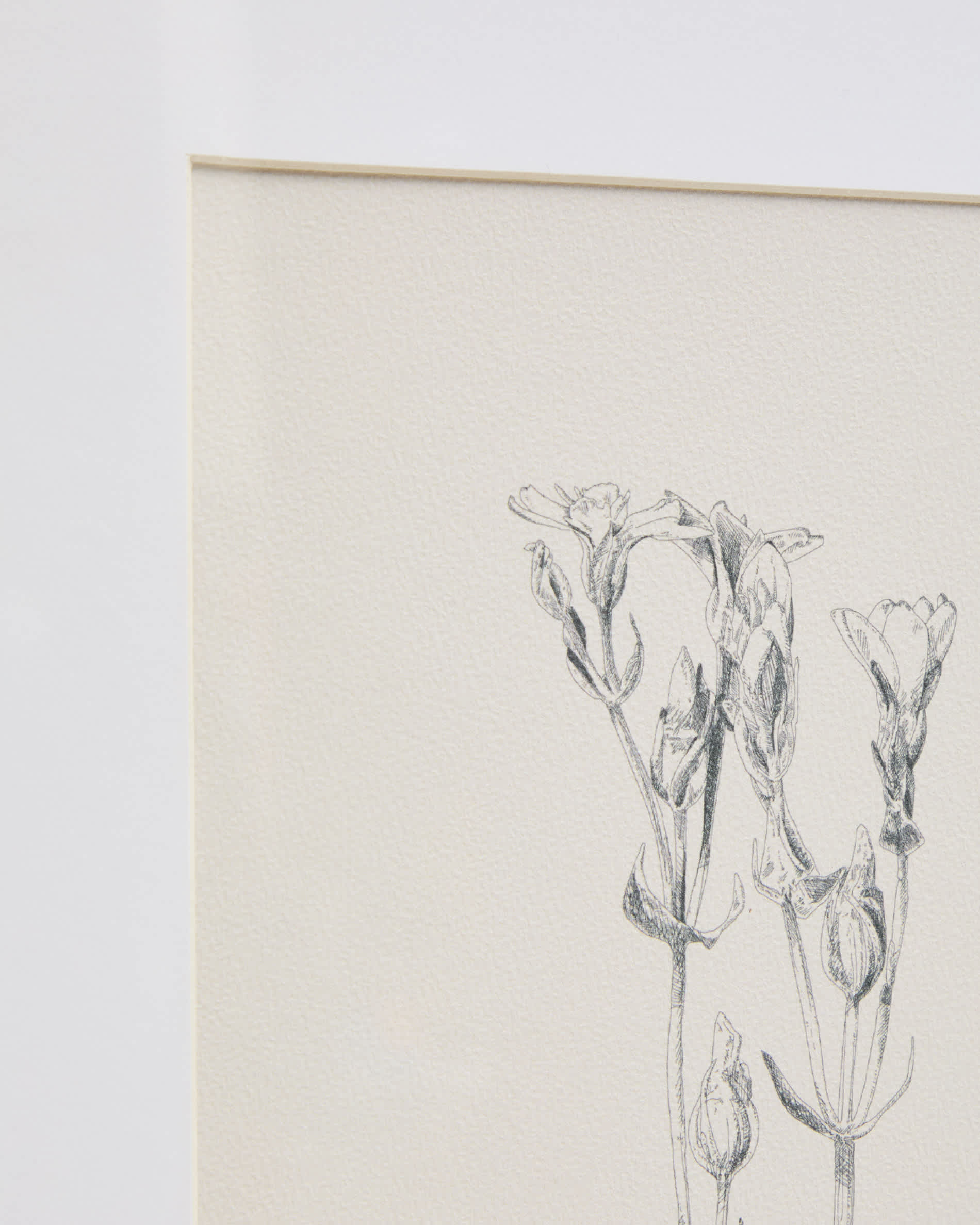 Lirena picture with botanical illustration 50 x 70cm