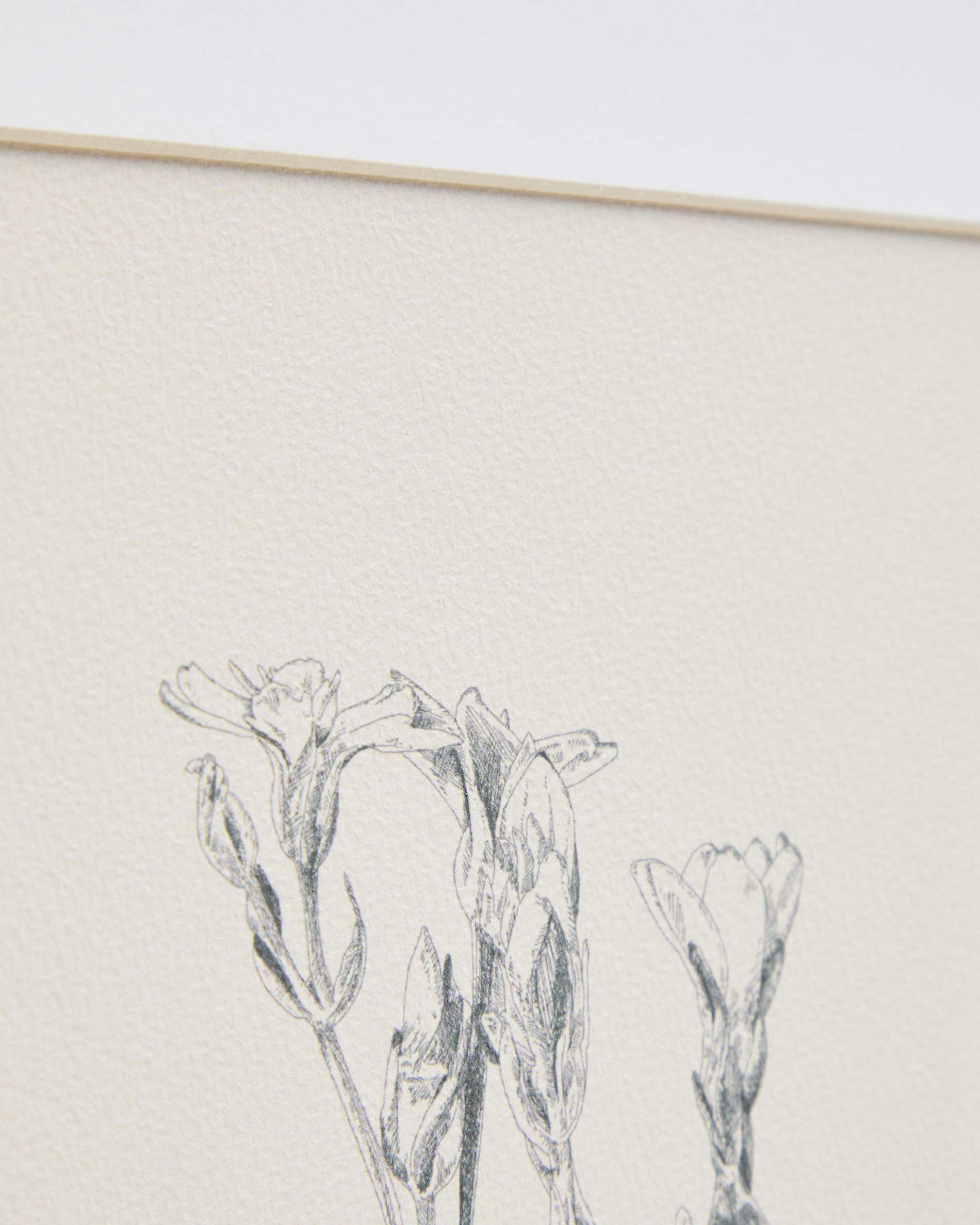 Lirena picture with botanical illustration 50 x 70cm