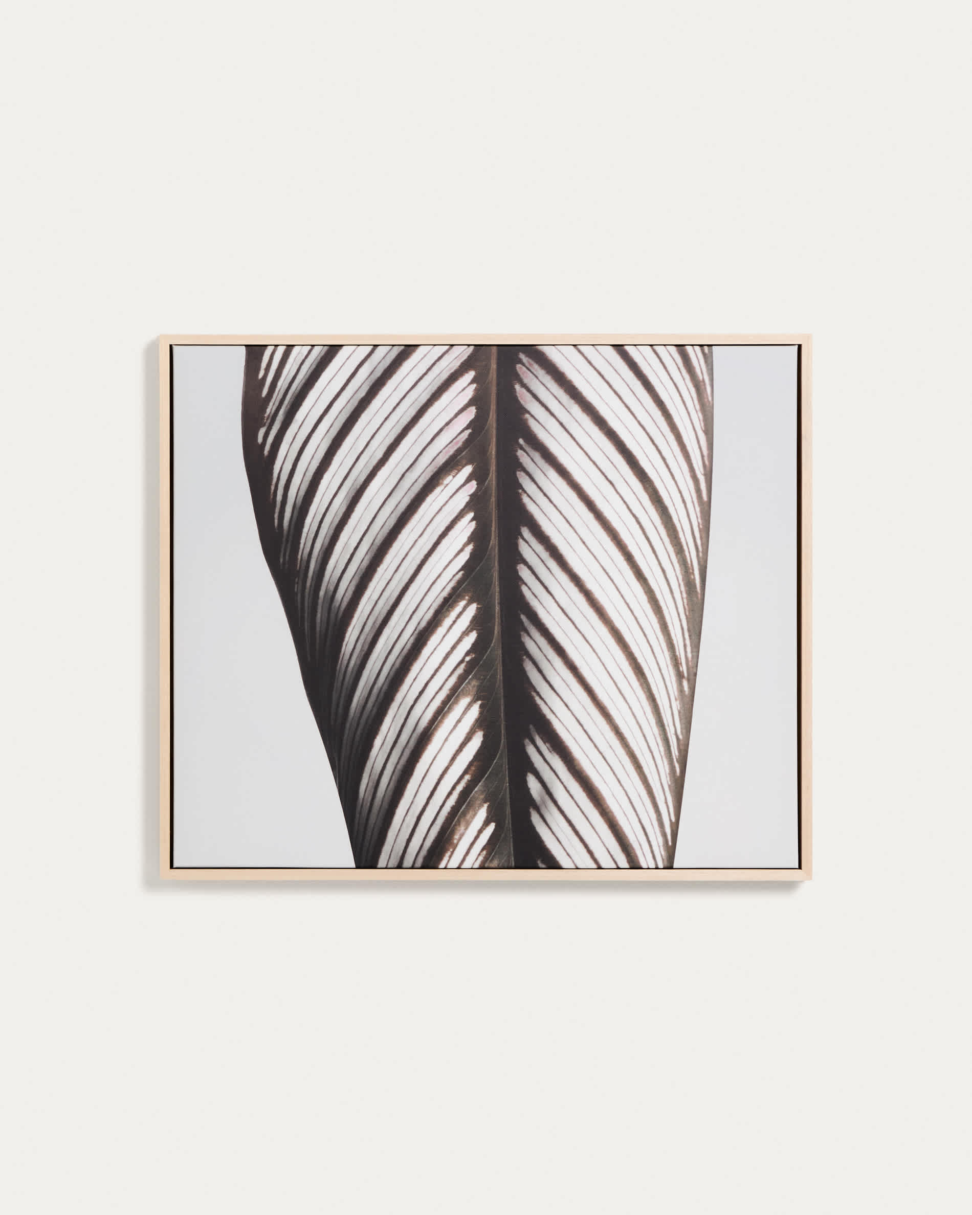 Foliae leaf photograph picture 52.5 x 62.5cm