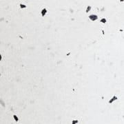 Volume terrazzo Ø 37 ⭥  75 cm