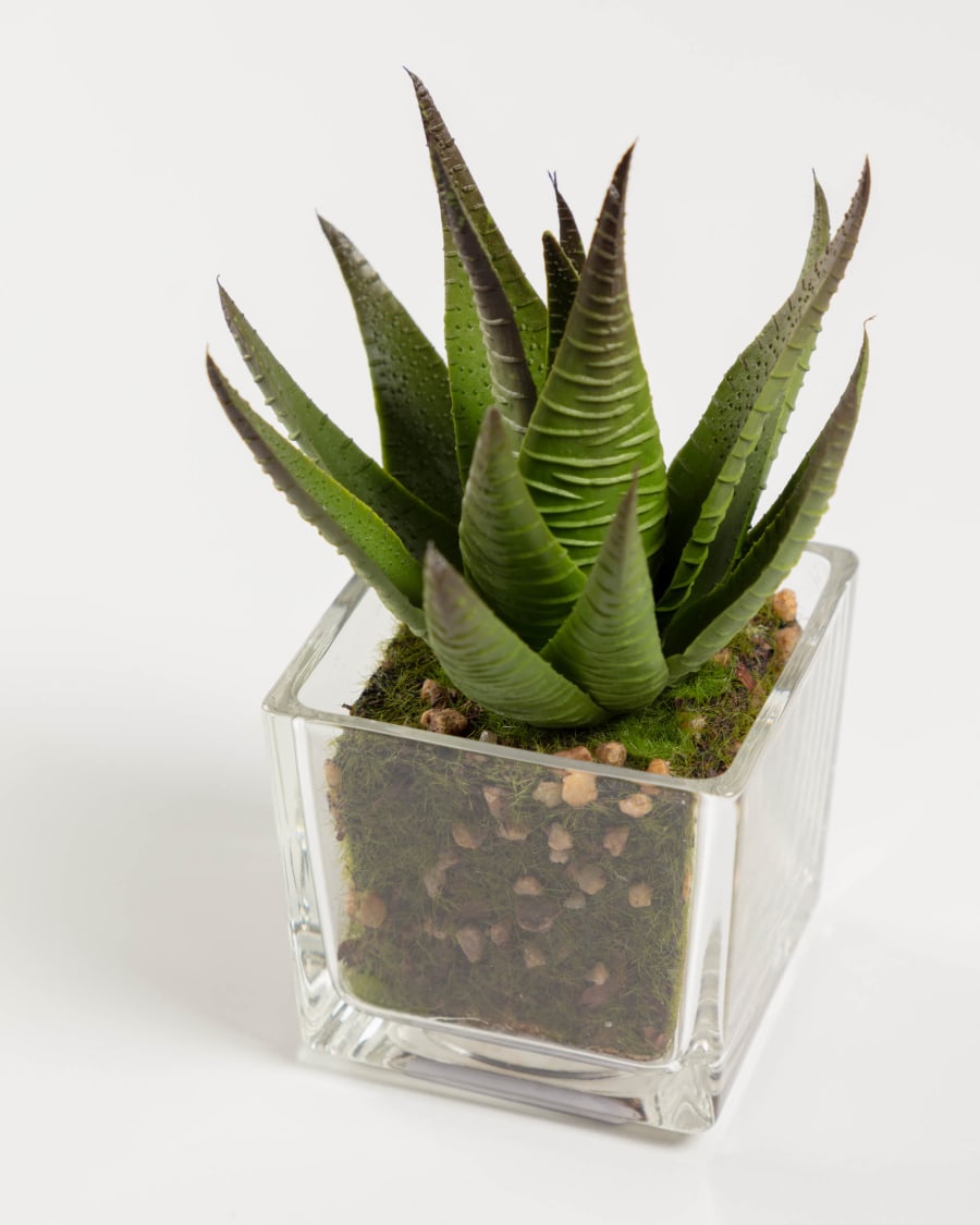 Hawortia artificial plant