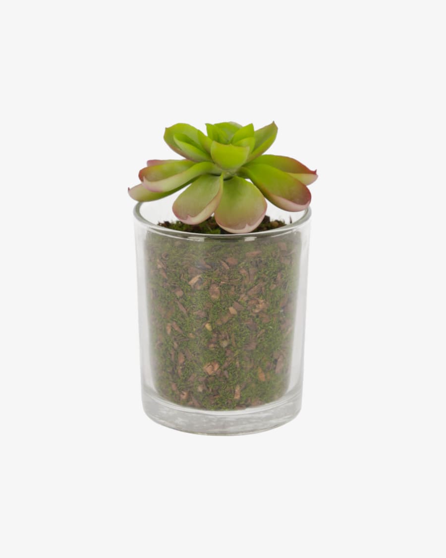 Aeonium artificial plant