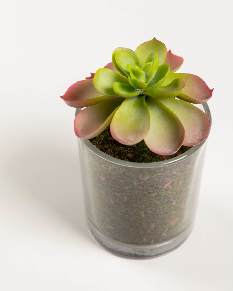 Aeonium artificial plant