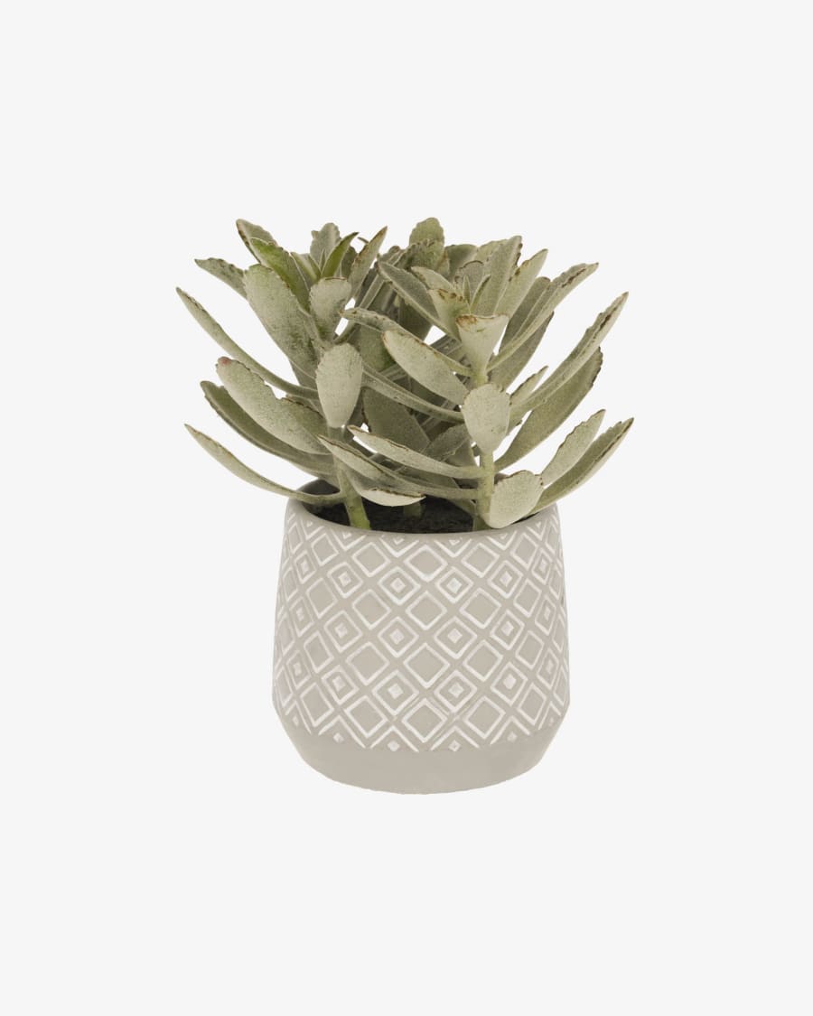 Kalanchoe tomentosa artificial plant