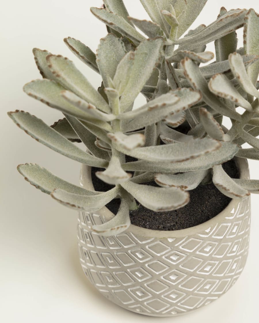 Kalanchoe tomentosa artificial plant