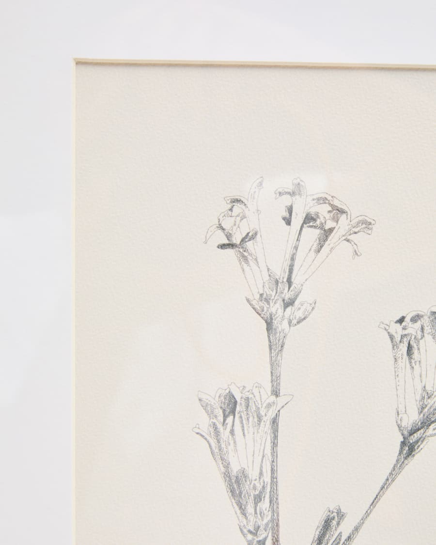 Lirena picture with botanical illustration 50 x 70cm