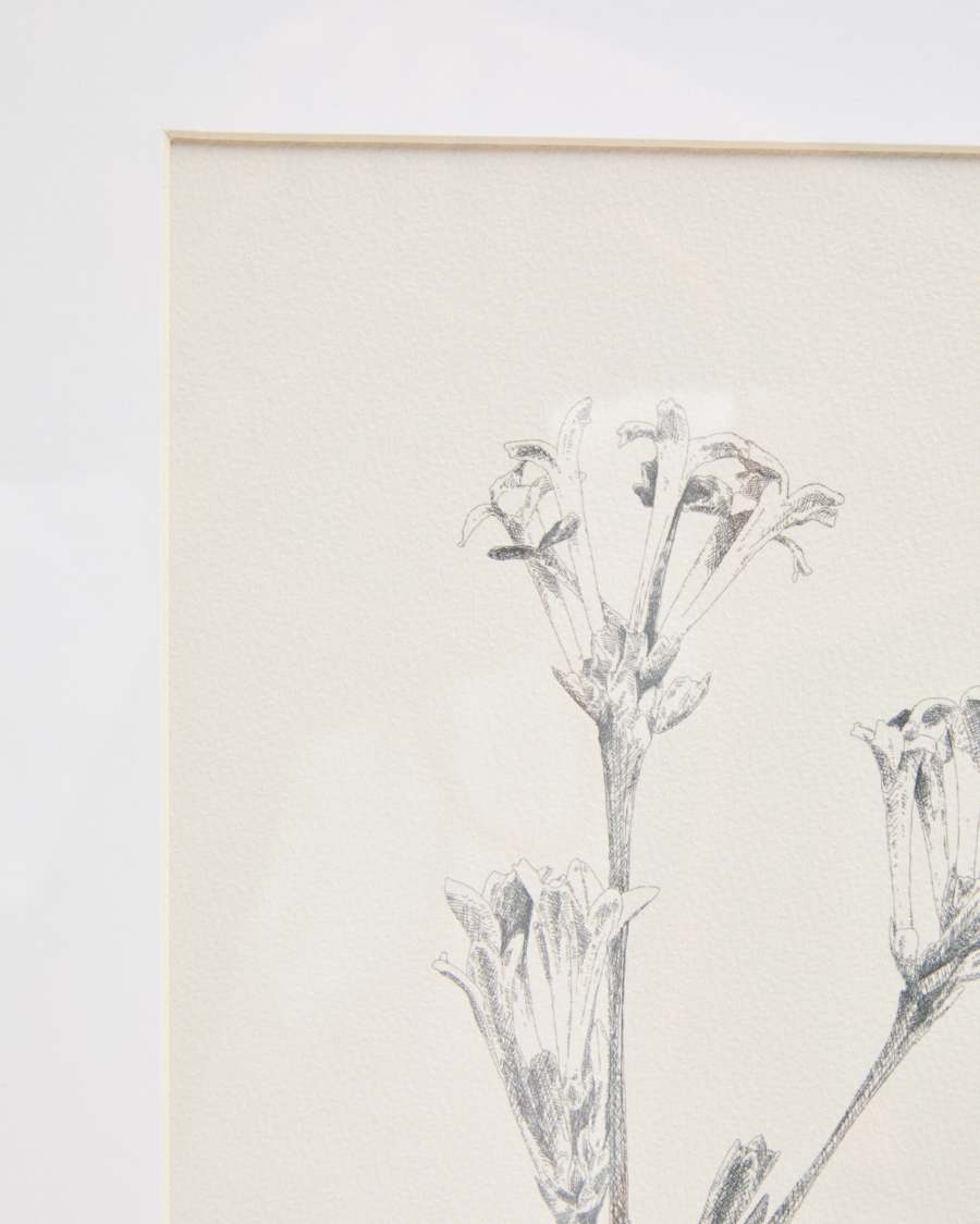 Lirena picture with botanical illustration 50 x 70cm