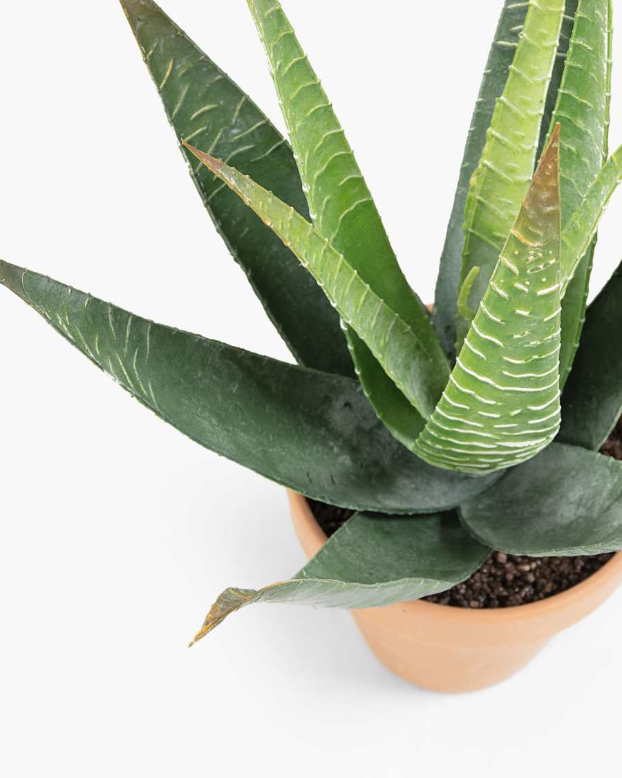 Zelena artificial plant aloe vera
