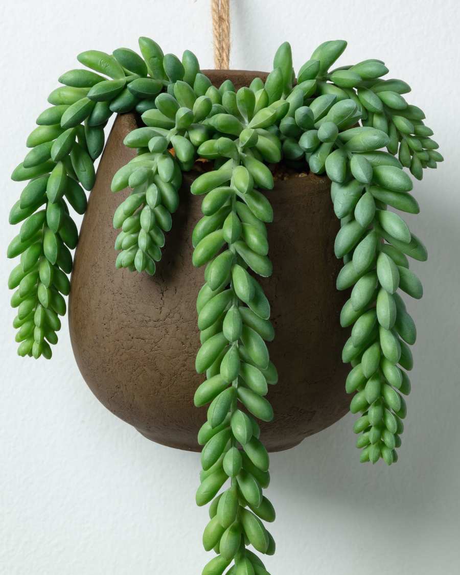 Zelena rosario plant