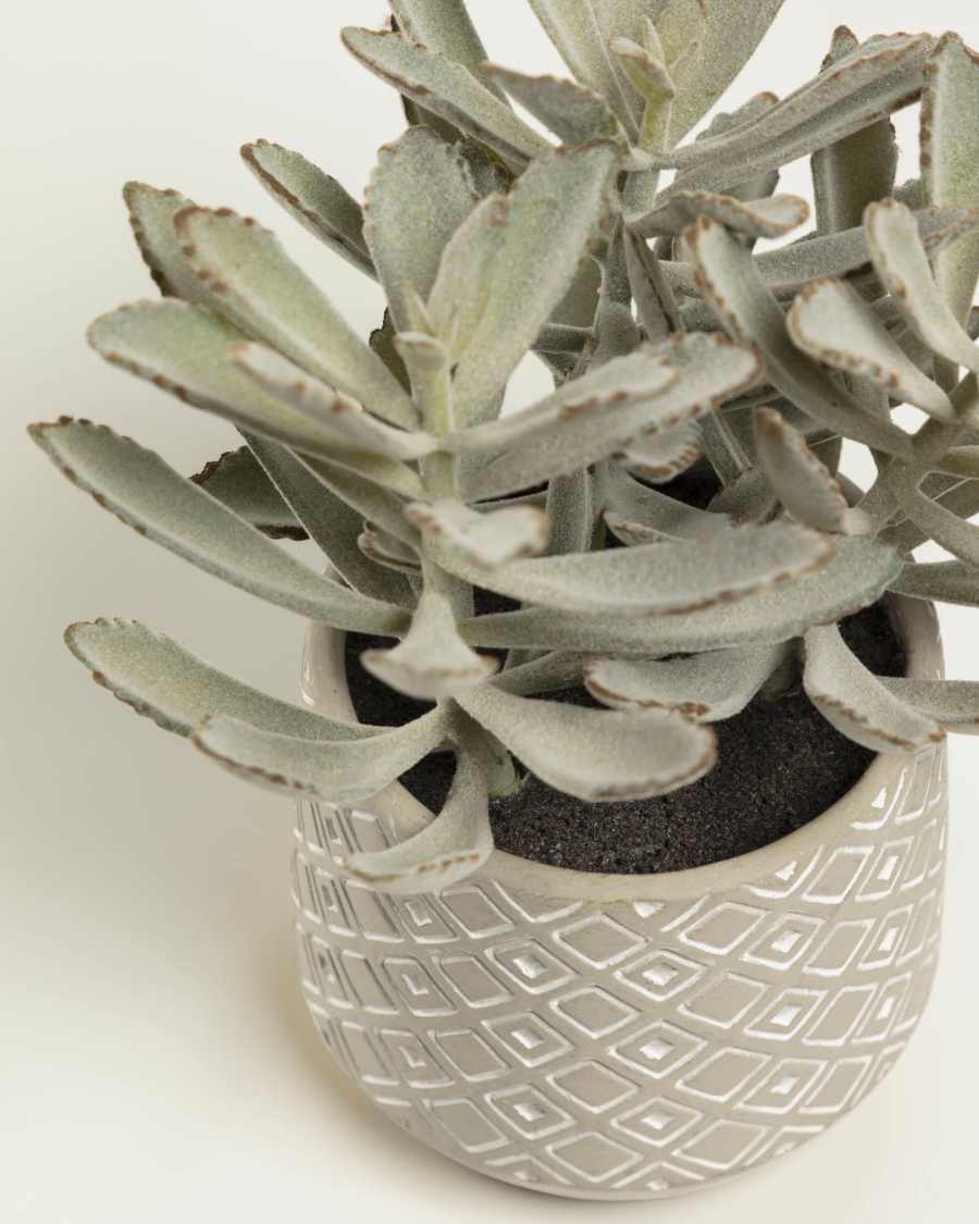 Τεχνητό φυτό Kalanchoe tomentosa
