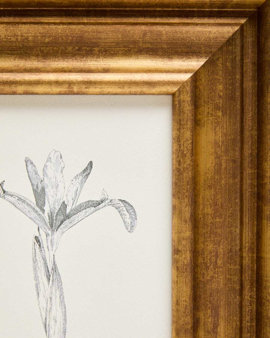 Yalira picture with botanical illustration 33 x 41 cm