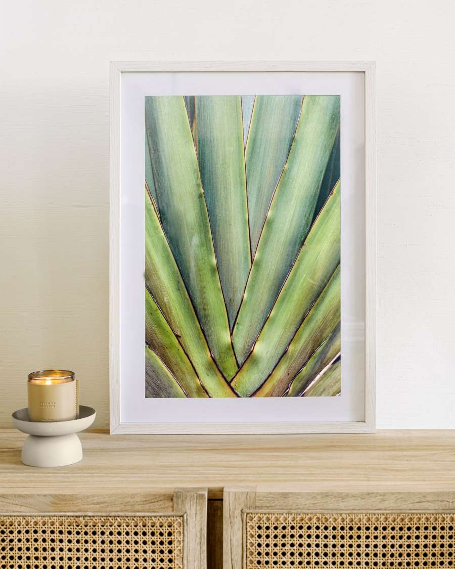 Lyn green aloe vera picture white wood frame 50 x 70 cm