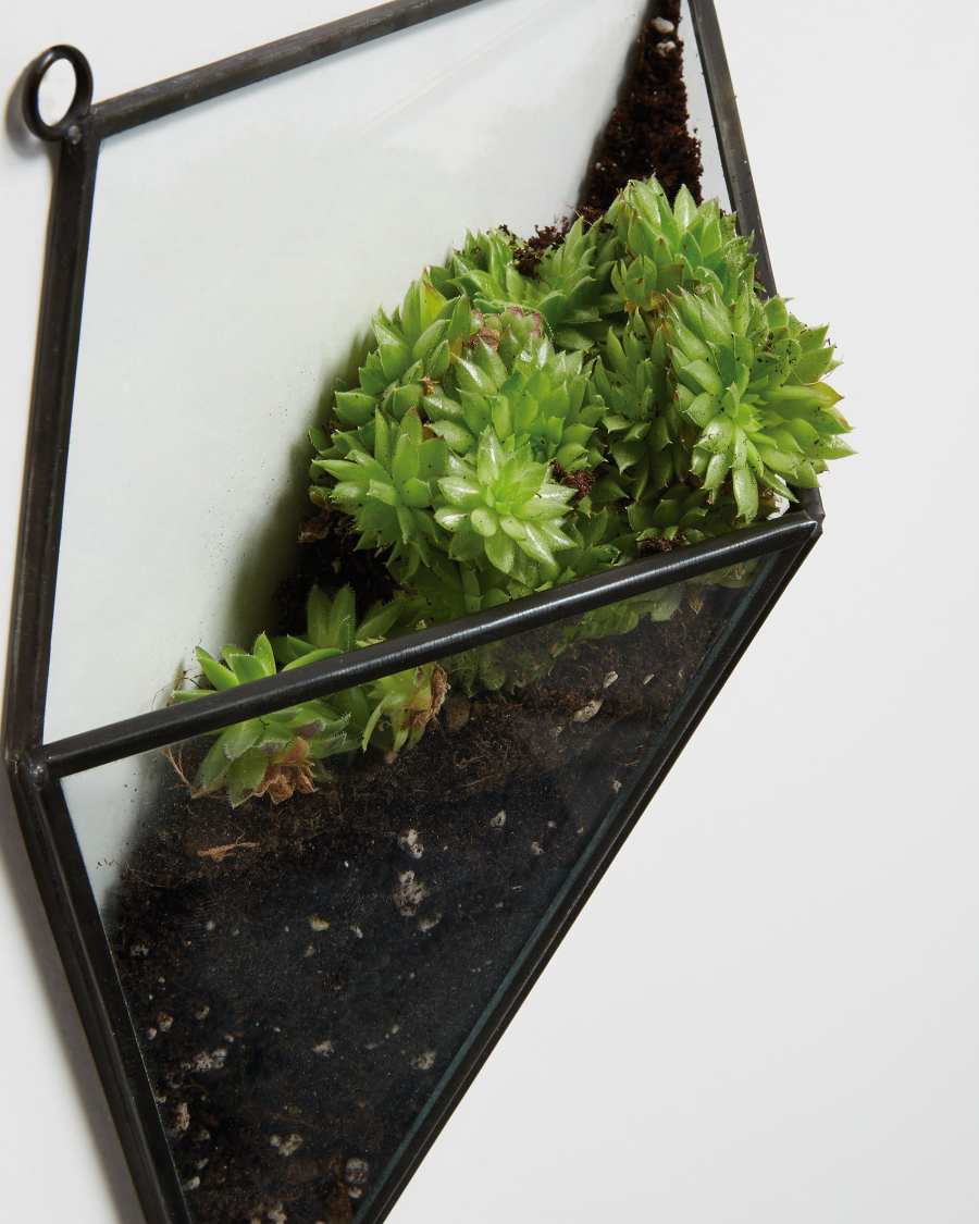 Wall terrarium Sybilla 20 cm