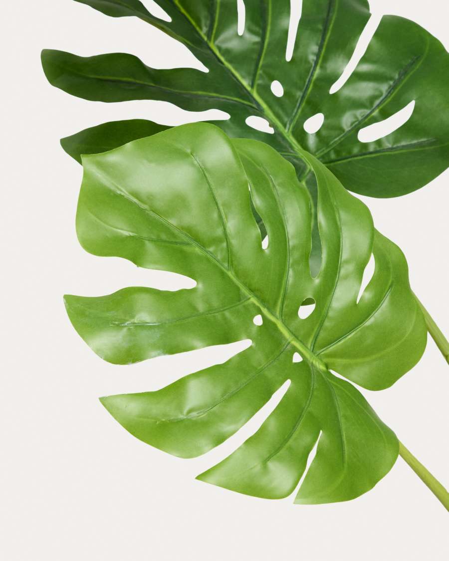 monstera buschiger Monstera Full Mint deliciosa borsigiana Variegata