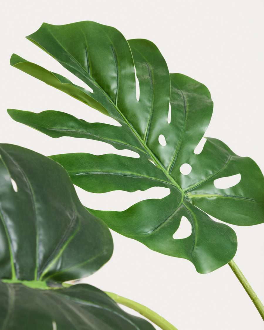 philodendron pink princess tricolor Philodendron Pink Princess Auction Shipping Available main image 0