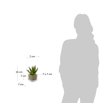 Sztuczna roślina Hawortia z doniczką szklaną 15 cm - rozmiary